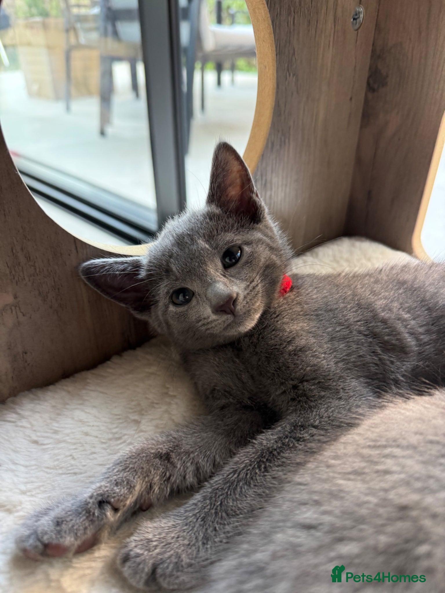 Russian Blue cats for sale: Pure Russian blue kittens with emerald green eyes! in London - Advert 14