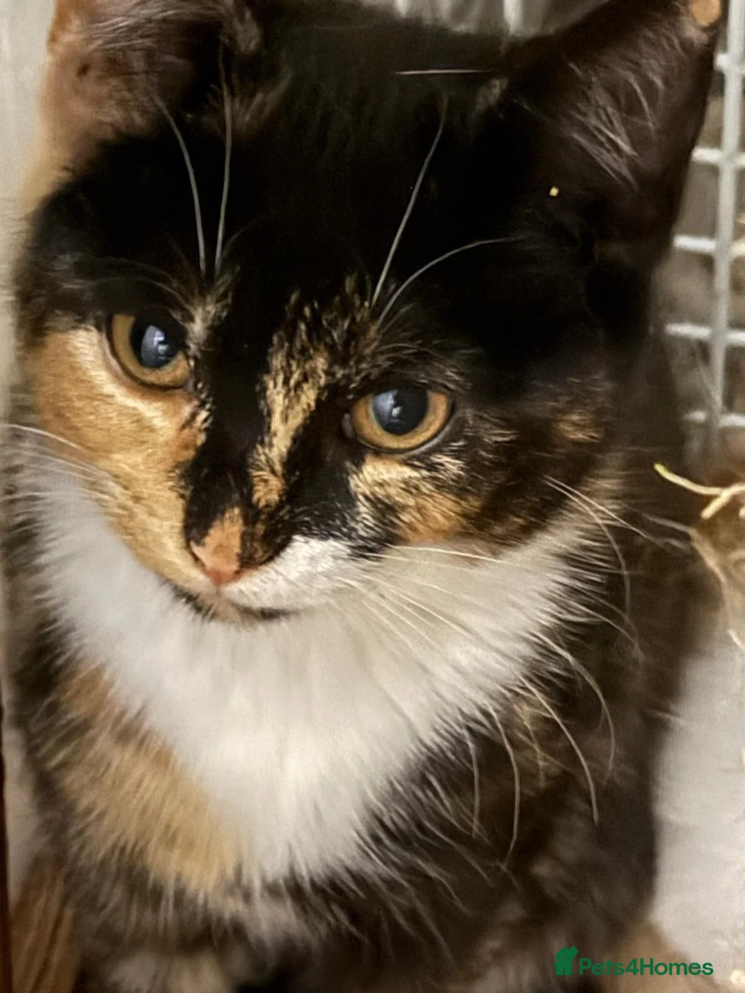 Mixed Breed cats for adoption: Tortie rescue kitten 9 weeks needs her own home - Advert 2