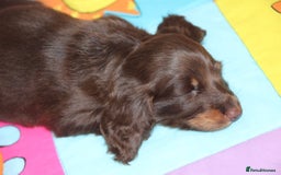 Miniature Dachshund dogs for sale: Top quality long haired miniature dachshunds - Image 13