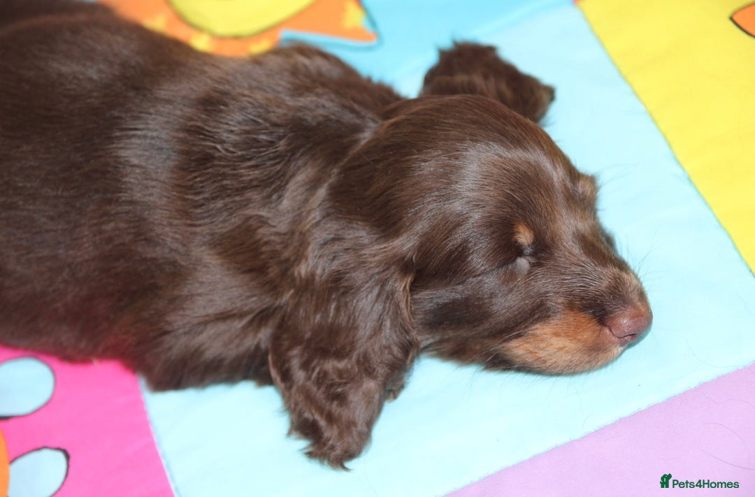 Miniature Dachshund dogs for sale: Top quality long haired miniature dachshunds - Image 13