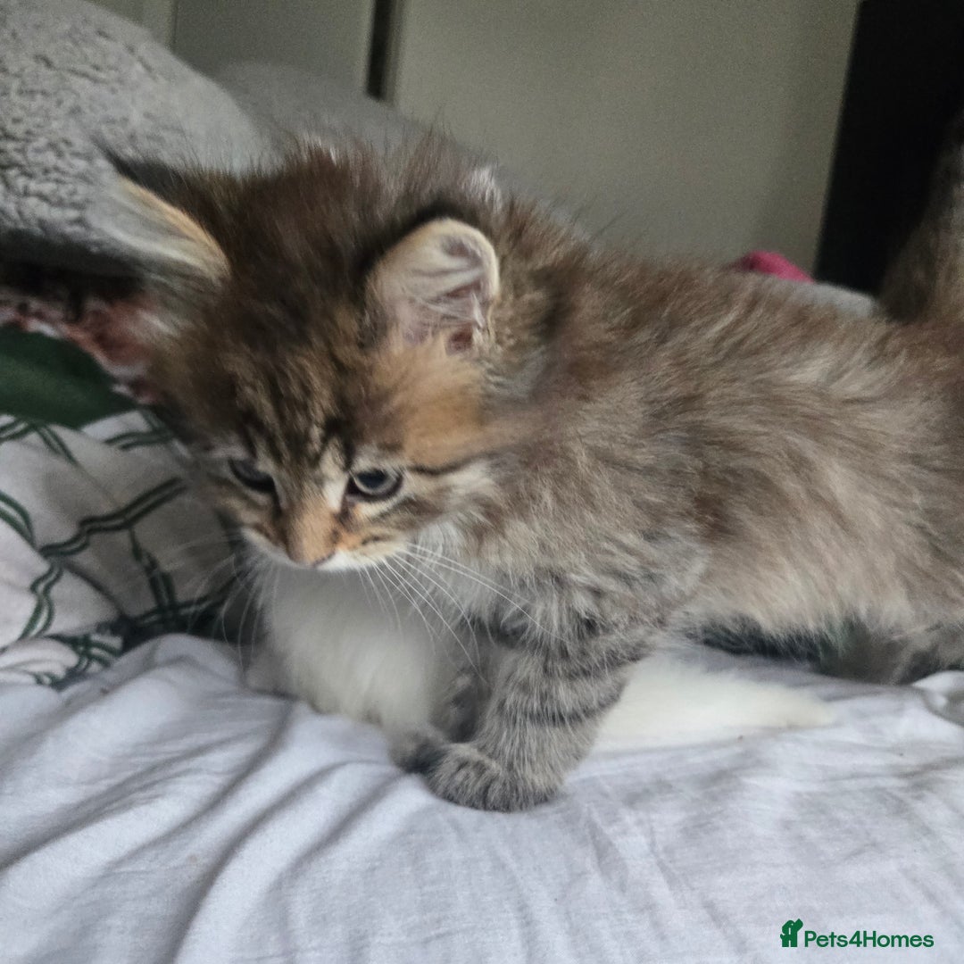 Maine Coon cats for sale: Maine coon Giant russian/European and American - Advert 9