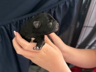 Mixed Breed dogs - Advert 36