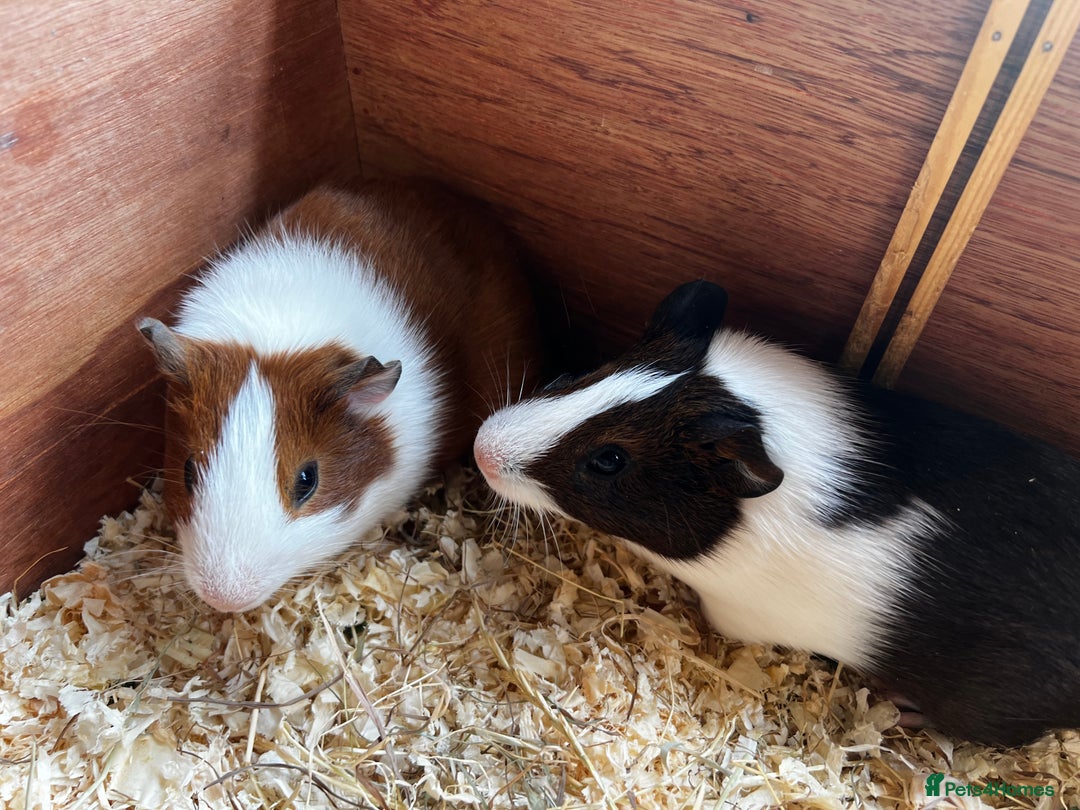 Guinea Pig rodents for sale: Dutch Sows/girls - Image 8