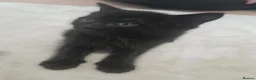 Mixed Breed cats for sale: Kittens for sale  - Advert 5