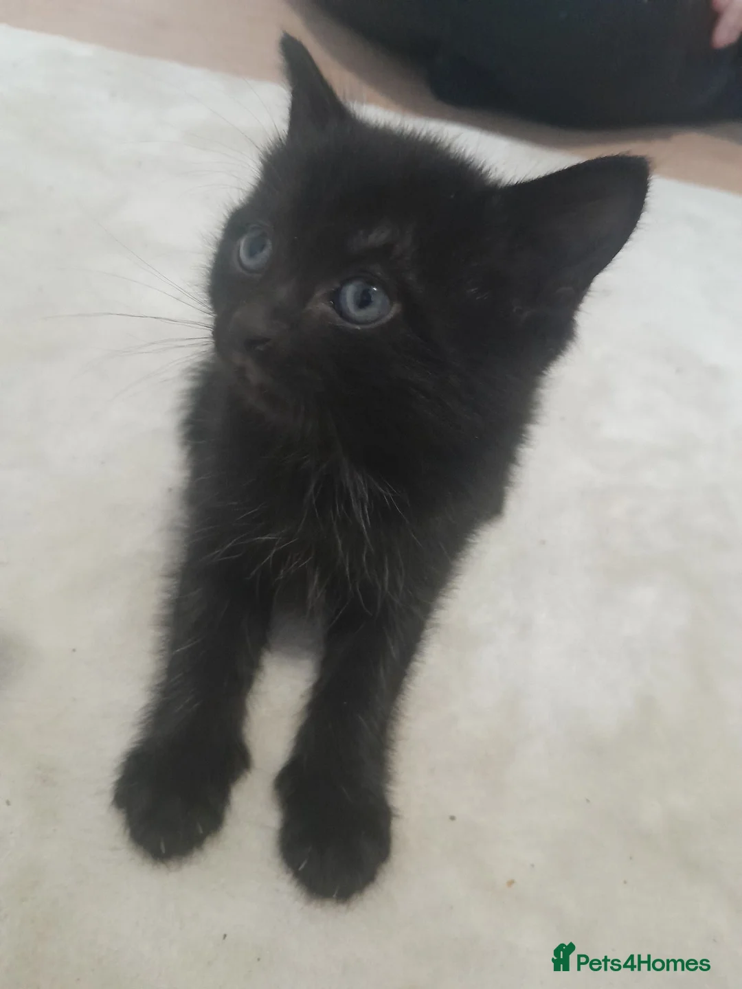Mixed Breed cats for sale: Kittens for sale  - Advert 5