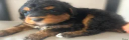 Bernedoodle dogs for sale: standard F1 Bernadoodles  - Advert 5