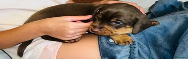Dachshund 3
