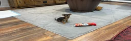 Chihuahua dogs for sale: Beautiful little Chihuahua Puppy 8 weeks old  - Advert 7