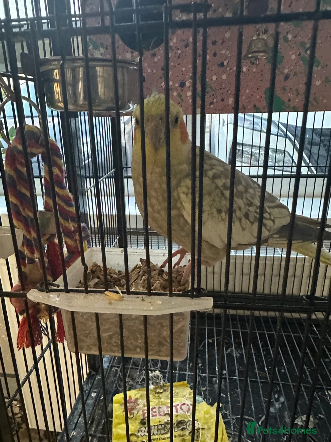 Cockatiels birds for sale: Tamed cockatiel  in Leicester - Advert 2