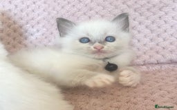 Ragdoll cats for sale: Affectionate, Cuddly, Playful Kittens - Image 7