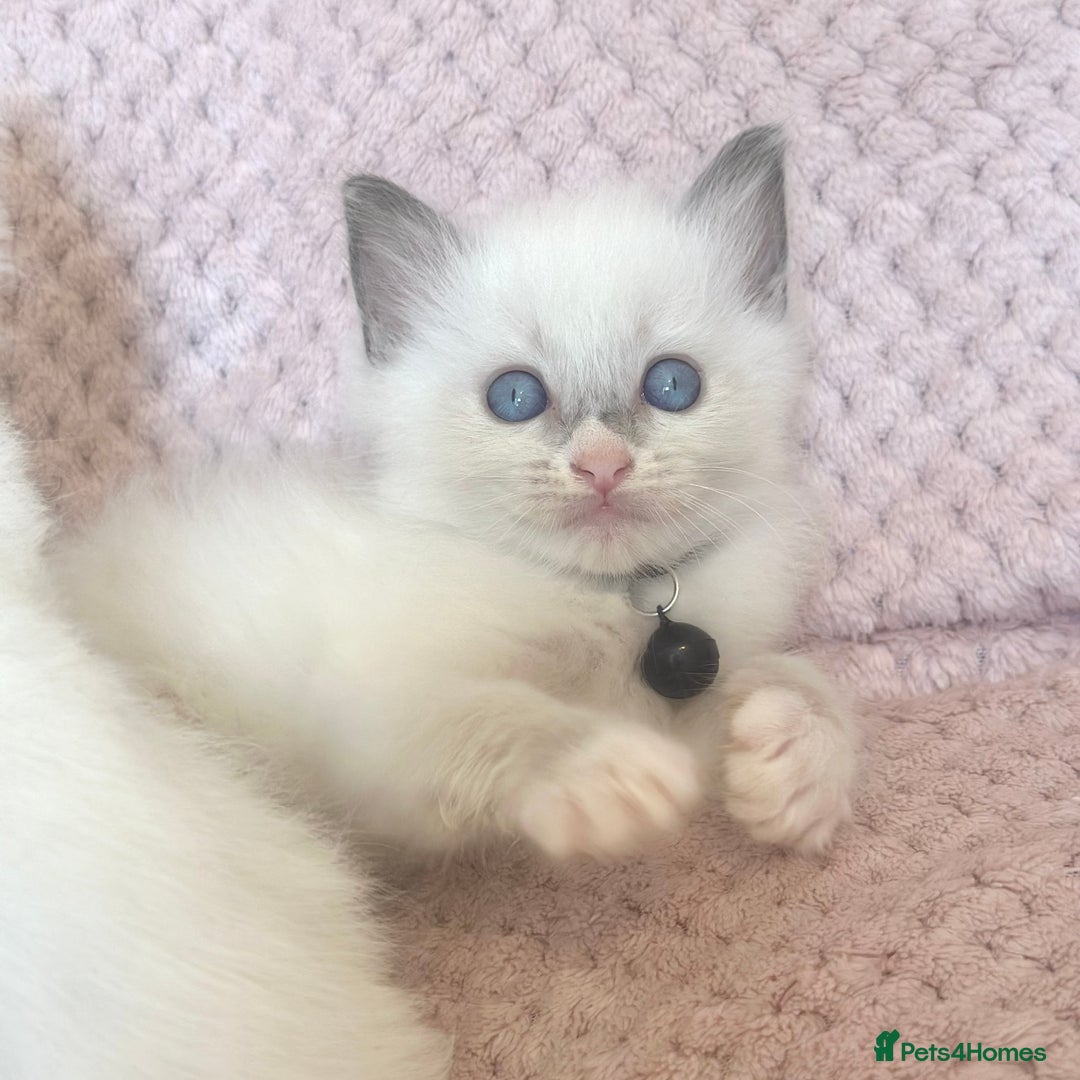 Ragdoll cats for sale: Affectionate, Cuddly, Playful Kittens - Image 7