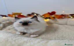 Ragdoll cats for sale: Adorable Ragdoll Kittens - GCCF registered - Image 3