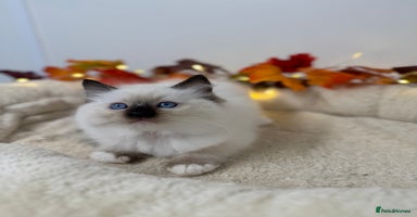Ragdoll cats - Advert 10