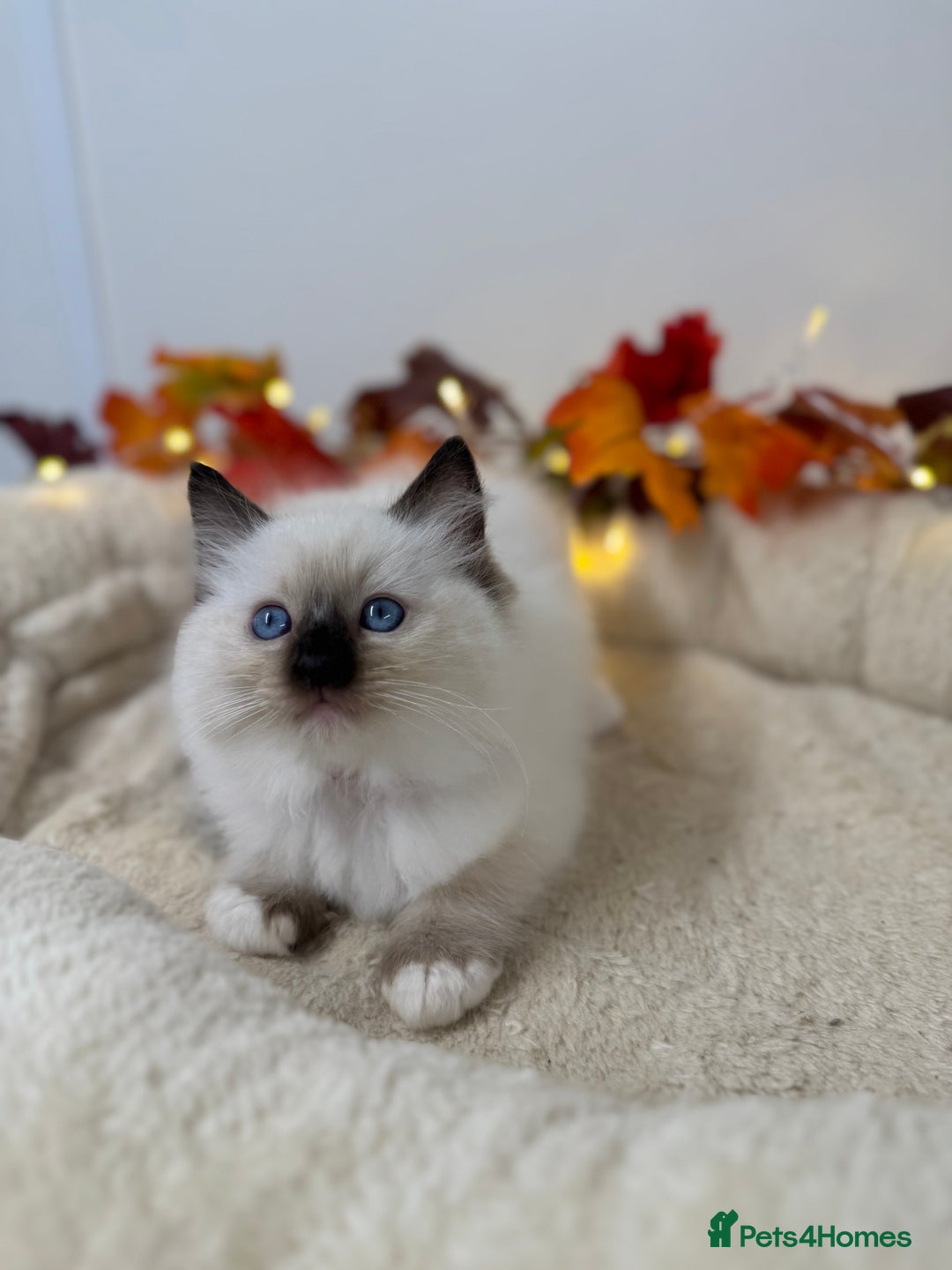 Ragdoll cats for sale: Adorable Ragdoll Kittens - GCCF registered - Image 3
