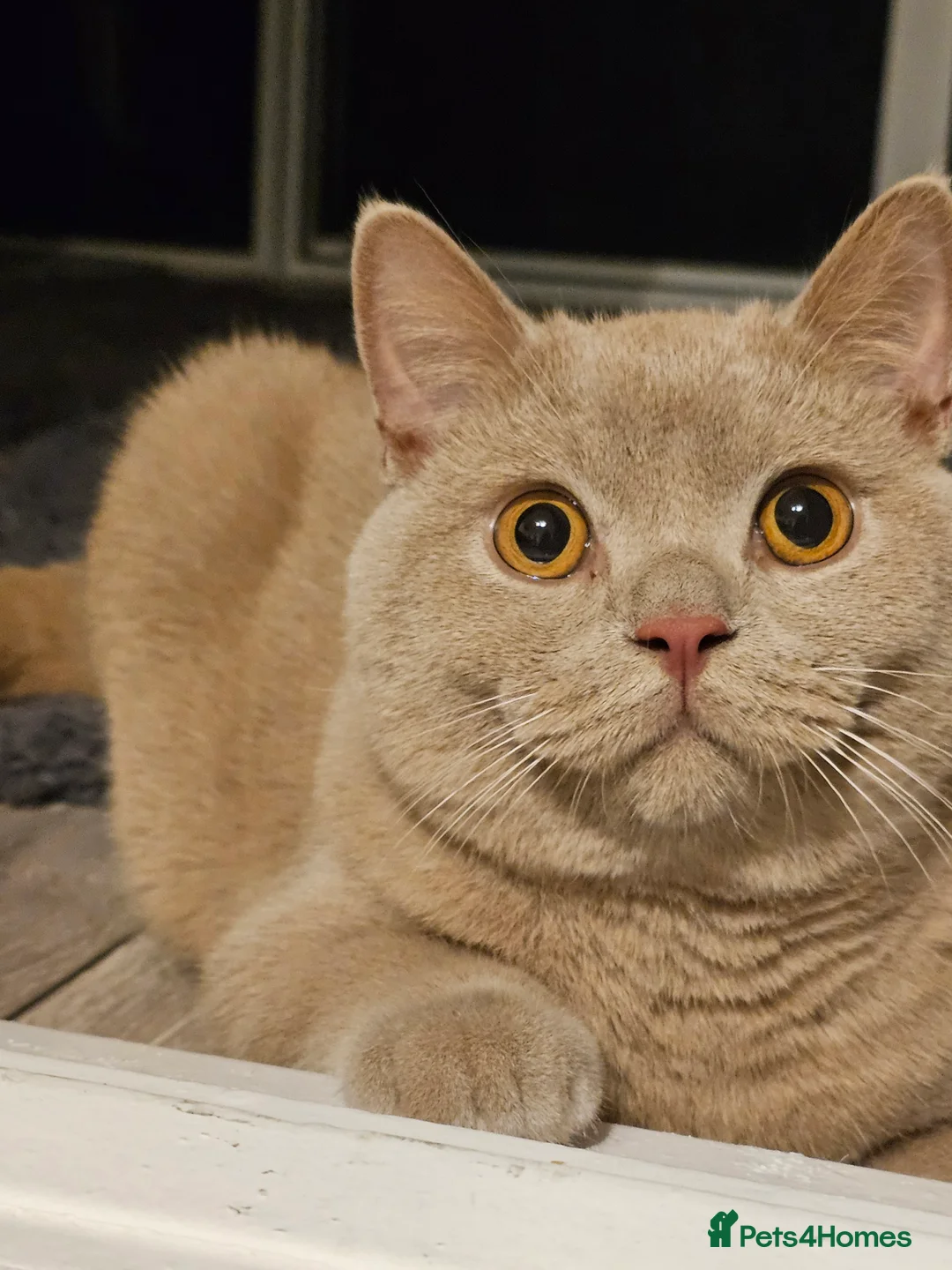 British Shorthair cats for sale: BSH MALE FOR SALE  - Advert 2