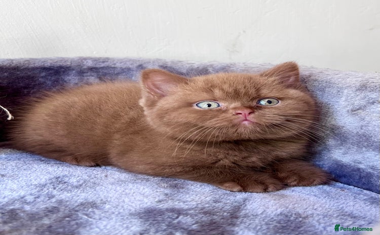 British Shorthair cats - Advert 5