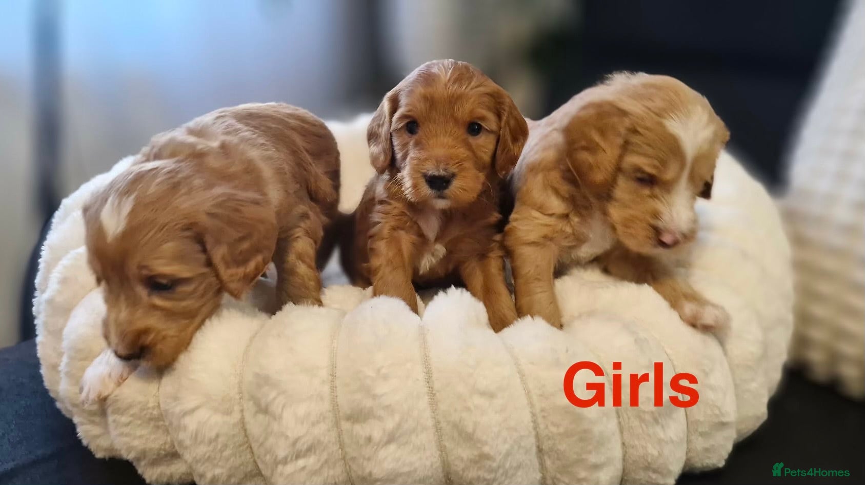 Mixed Breed dogs  Australian Labradoodle x Cockapoo Puppies  - Advert 2