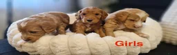 Mixed Breed dogs for sale: Stunning Australian Labradoodle Puppies  - Advert 3