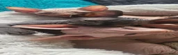 Sphynx cats for sale: Last Canadian Sphynx looking for his forever home - Advert 15