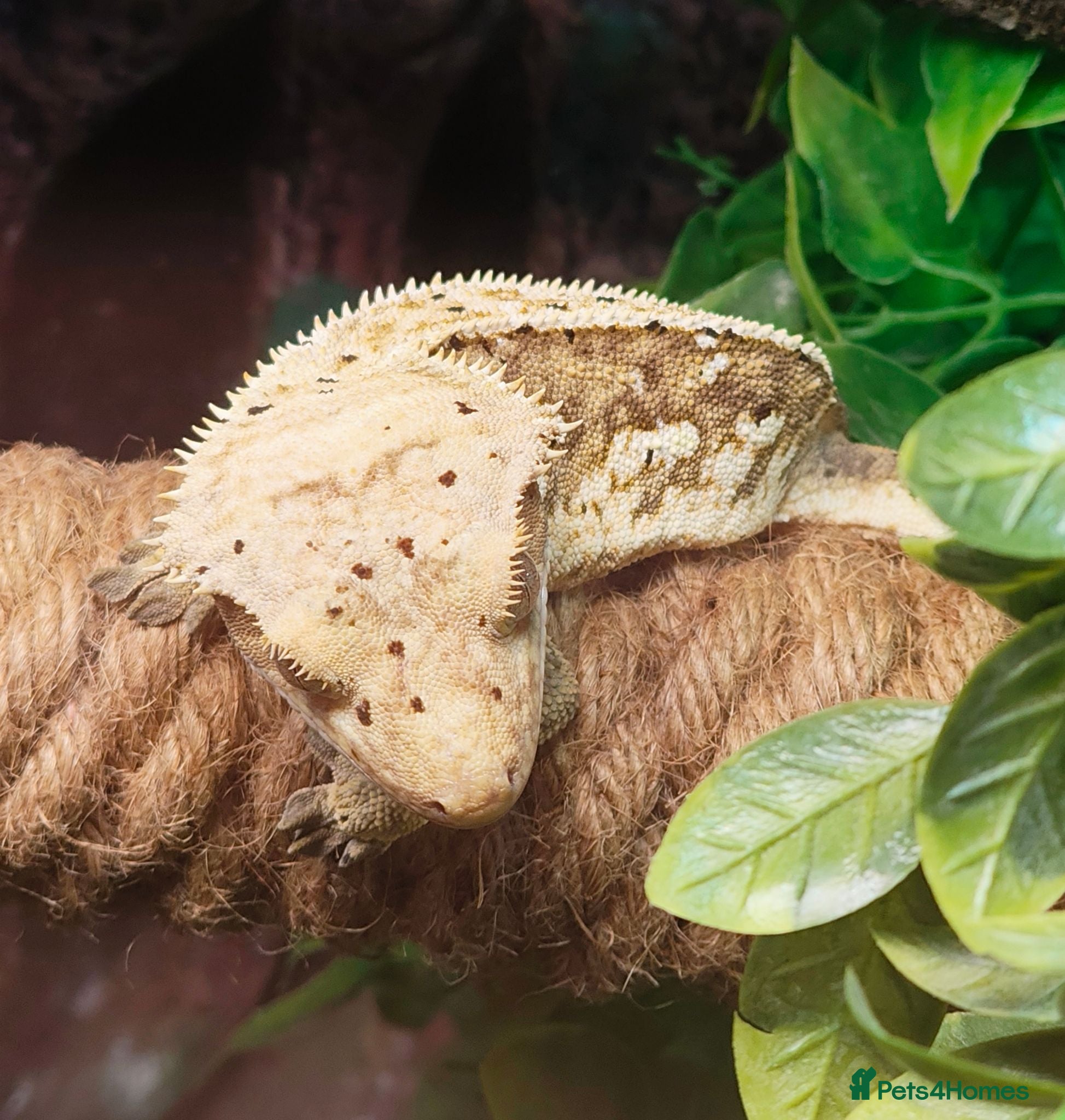 Gecko reptiles Stunning male crested gecko  - Advert 1
