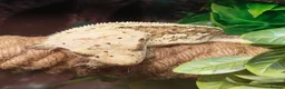 Gecko reptiles for sale: Stunning male crested gecko  - Advert 2