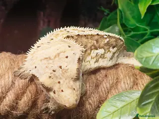 Gecko reptiles Stunning male crested gecko - Advert 1