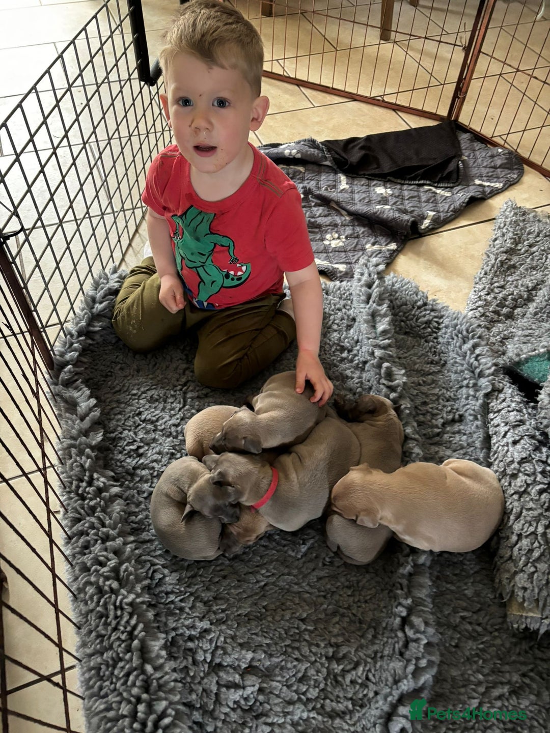 Mixed Breed dogs for sale: Beautiful Wiggy Litter 3/4 Italian Greynound - Advert 3