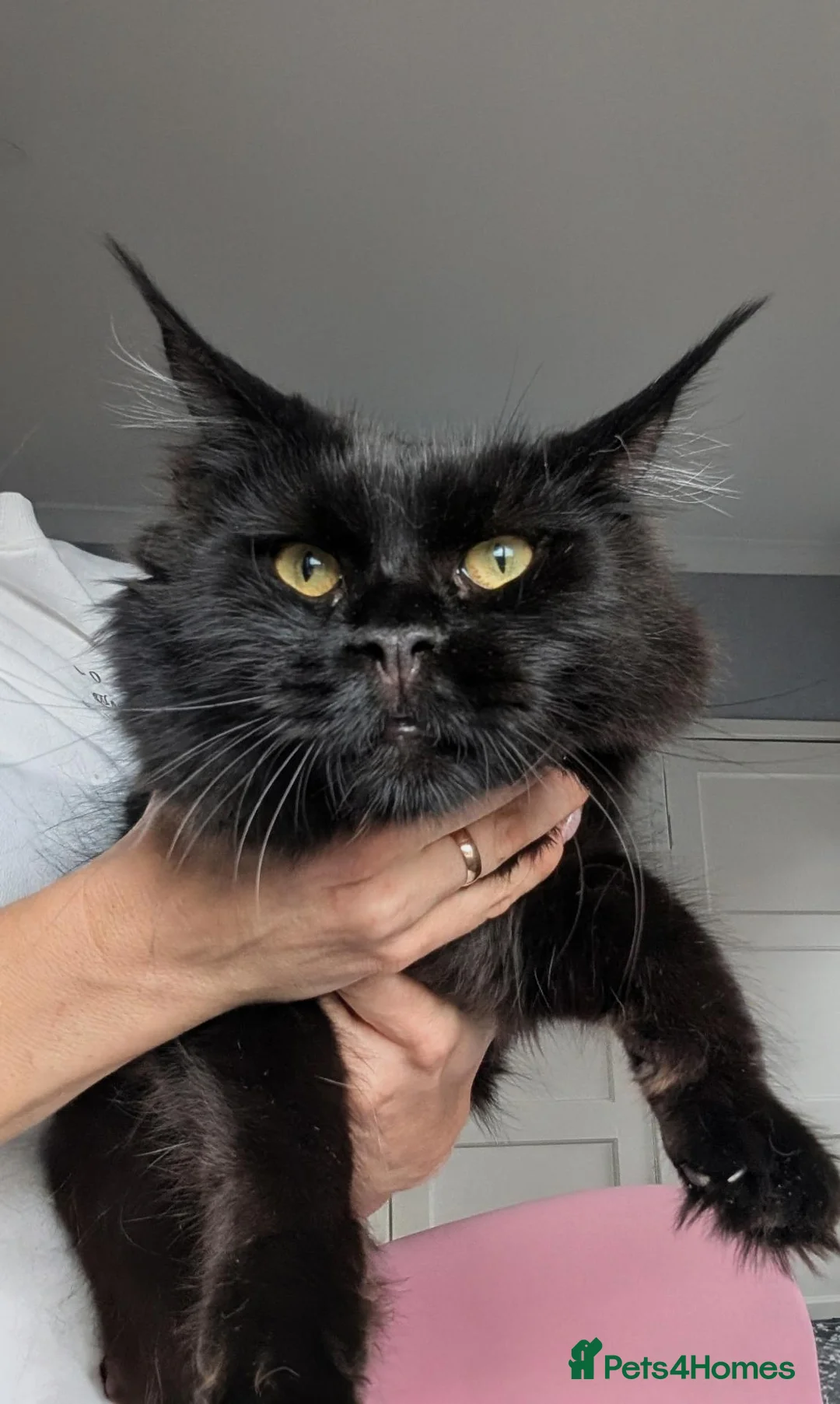 Maine Coon cats for sale: Black&Black Smoke Tica registered  - Advert 21