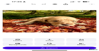 Mixed Breed dogs - Advert 3
