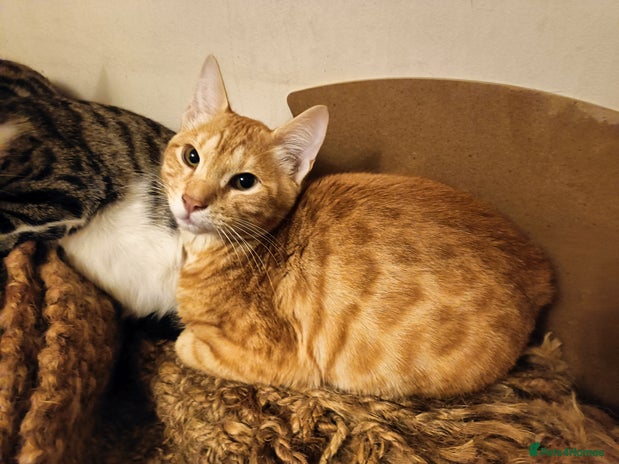 Mixed Breed cats - Advert 13