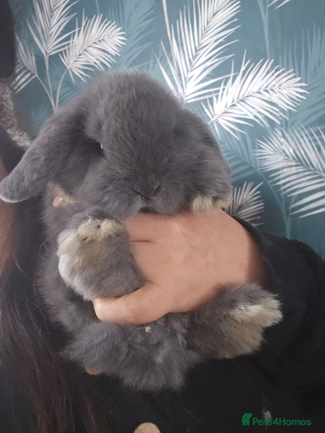 Mini Lop rabbits for sale: 2 Beautiful Mini Lop Baby Does  - Advert 9