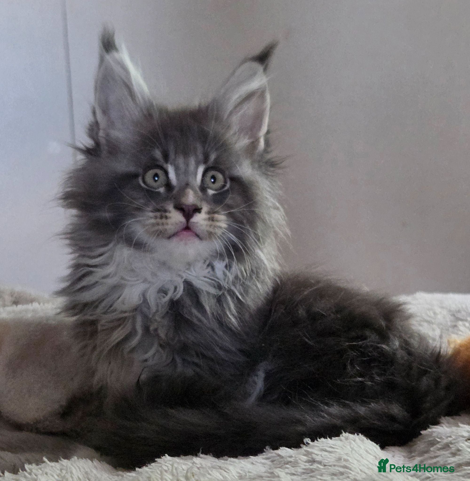 Maine Coon cats Outstanding quality Tica reg Mainecoon kittens - Advert 6