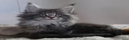 Maine Coon cats for sale: Outstanding quality Tica reg Mainecoon  - Advert 10