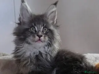 Maine Coon cats Outstanding quality Tica reg Mainecoon kittens - Advert 6