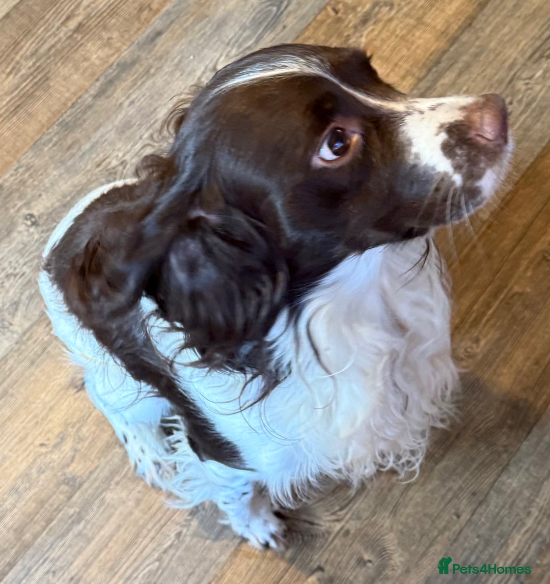 English Springer Spaniel dogs for sale: Male springer spaniel  - Image 3