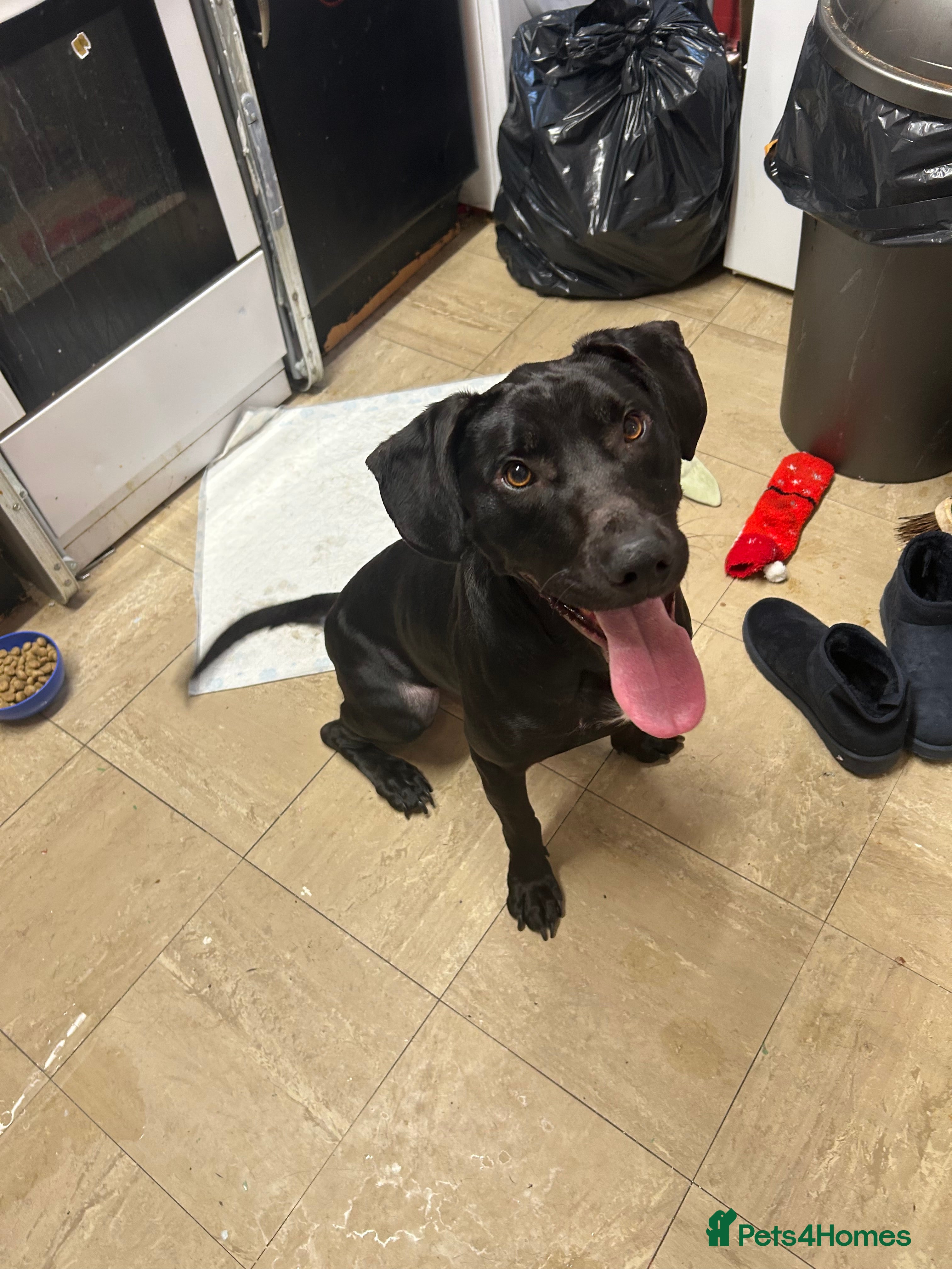 Mixed Breed dogs Male 2 years old Staffy cross Labrador’s  - Advert 1