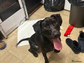 Mixed Breed dogs Male 2 years old Staffy cross Labrador’s - Advert 1