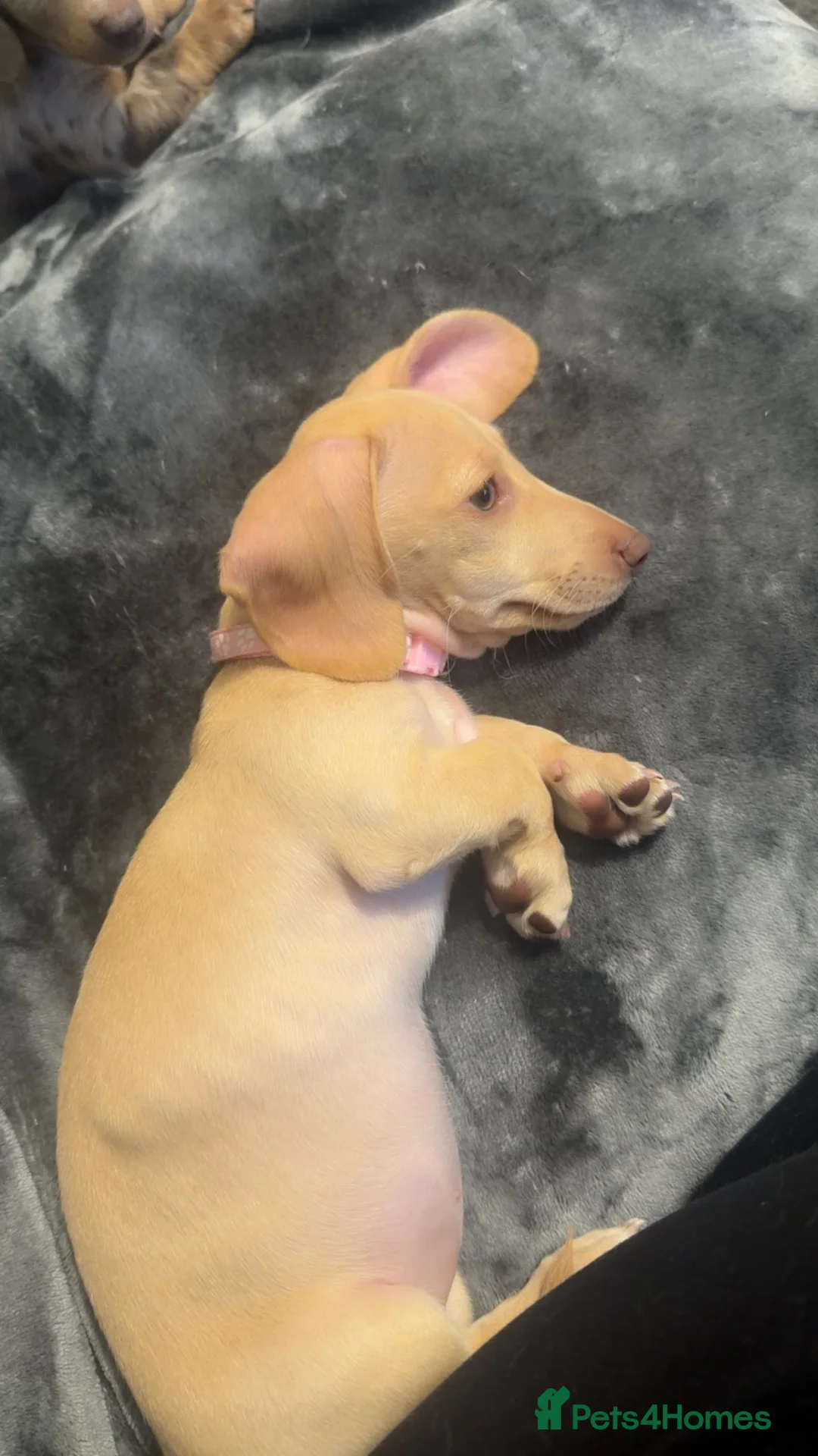 Miniature Dachshund dogs for sale: miniature dachshund in Oxford - Advert 2