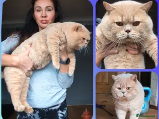 British Shorthair cats 💦CREAM ‼️ MUSCULAR🩸Blood B❣️GCCF & TICA 💙STUD - Advert 16