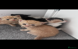 Mixed Breed cats for sale: Gorgeous kittens - only few left  - Advert 2
