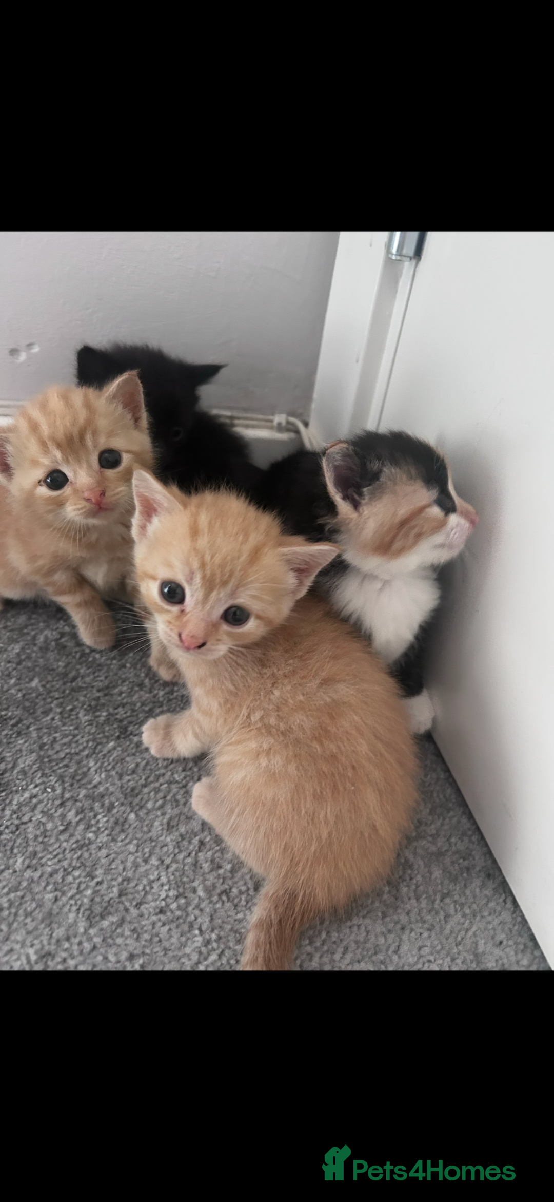 Mixed Breed cats for sale: Gorgeous kittens - only few left  - Advert 2