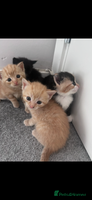 Mixed Breed cats Gorgeous kittens - only few left - Advert 3