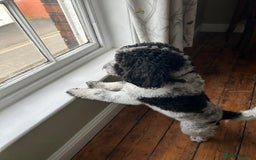 Cockapoo dogs for stud: Cockapoo for stud - Montgomery  - Image 4
