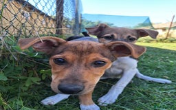 Mixed Breed dogs for adoption: 🥞Pancake🥞is looking for her forever home!  - Image 1