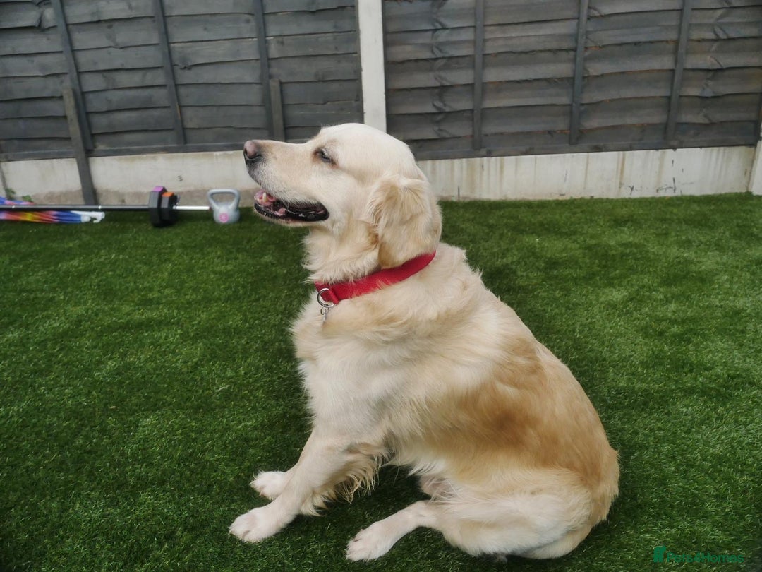 Golden Retriever dogs for stud: Stunning Golden Retriever for Stud –  meet Sammy - Image 8
