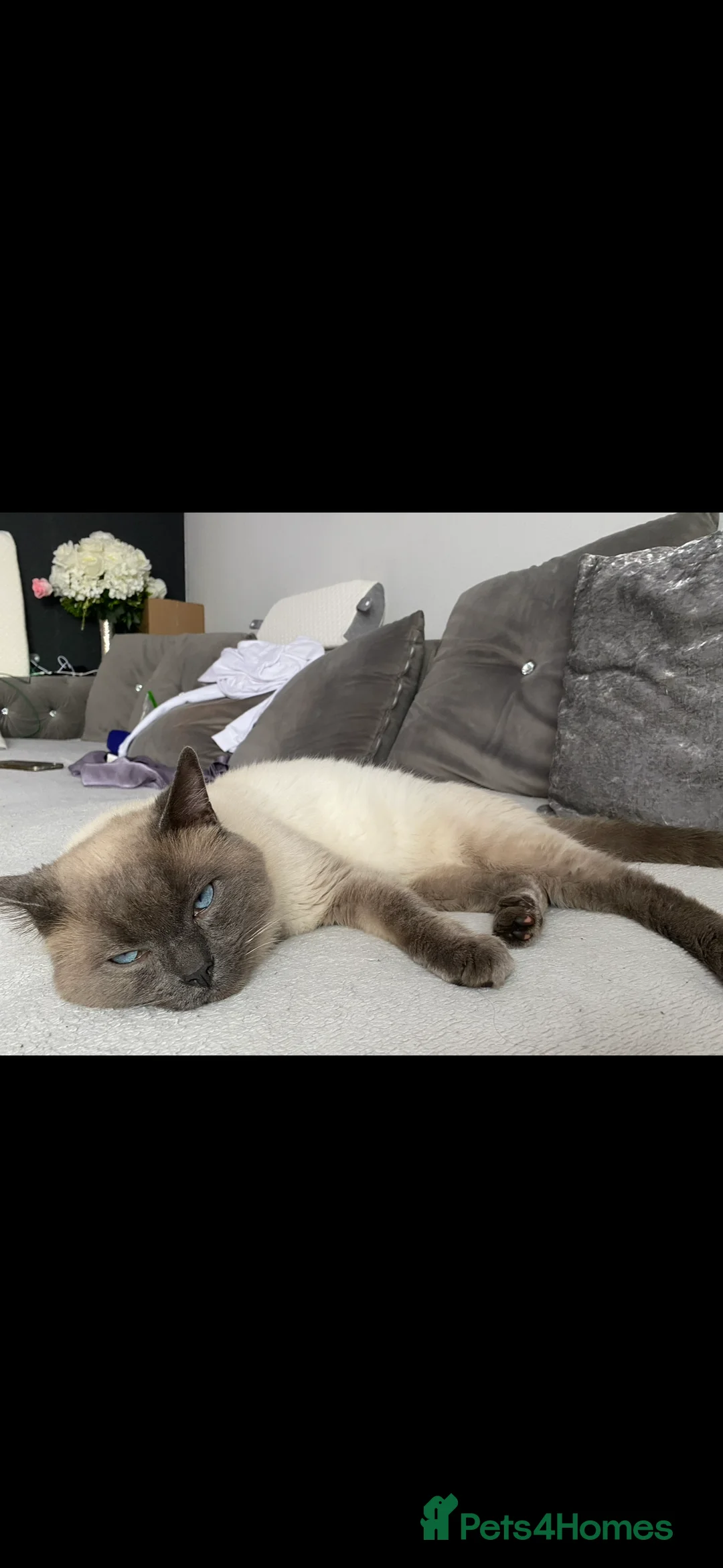 Mixed Breed cats for adoption: Beautiful Ragdoll x Bsh male  - Advert 3