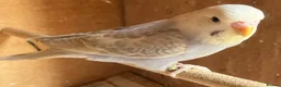 Budgerigars birds for sale: Baby budgies and pairs for sale  - Advert 9