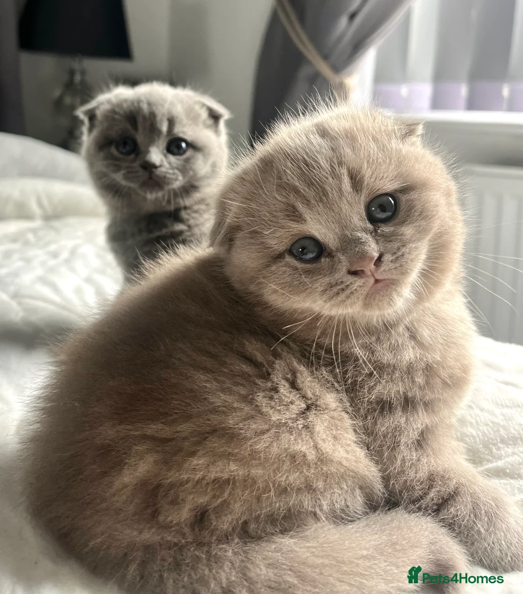 Scottish Fold cats for sale: Scottish fold/straight kittens  - Advert 1