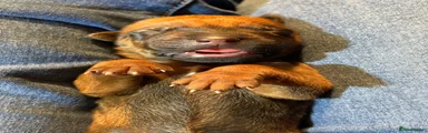 Rhodesian Ridgeback 2