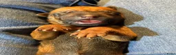 Rhodesian Ridgeback dogs for sale: International a world champion bloodlines - Advert 4